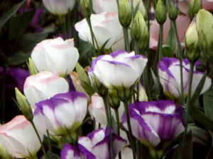 Hoa Cát Tường dịu dàng