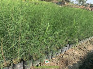 Hoa và lá Phi Lao đẹp lạ