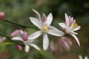 Hoa Chanh nở giữa vườn chanh