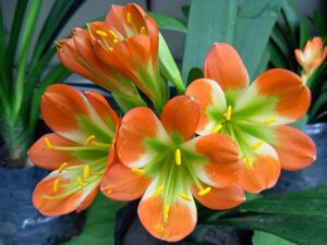 Lan Quân Tử: Cốt cách một loài hoa