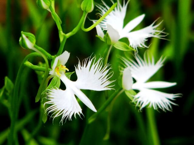 Lan Bạch Hạc (Habenaria radiata) tuyệt sắc