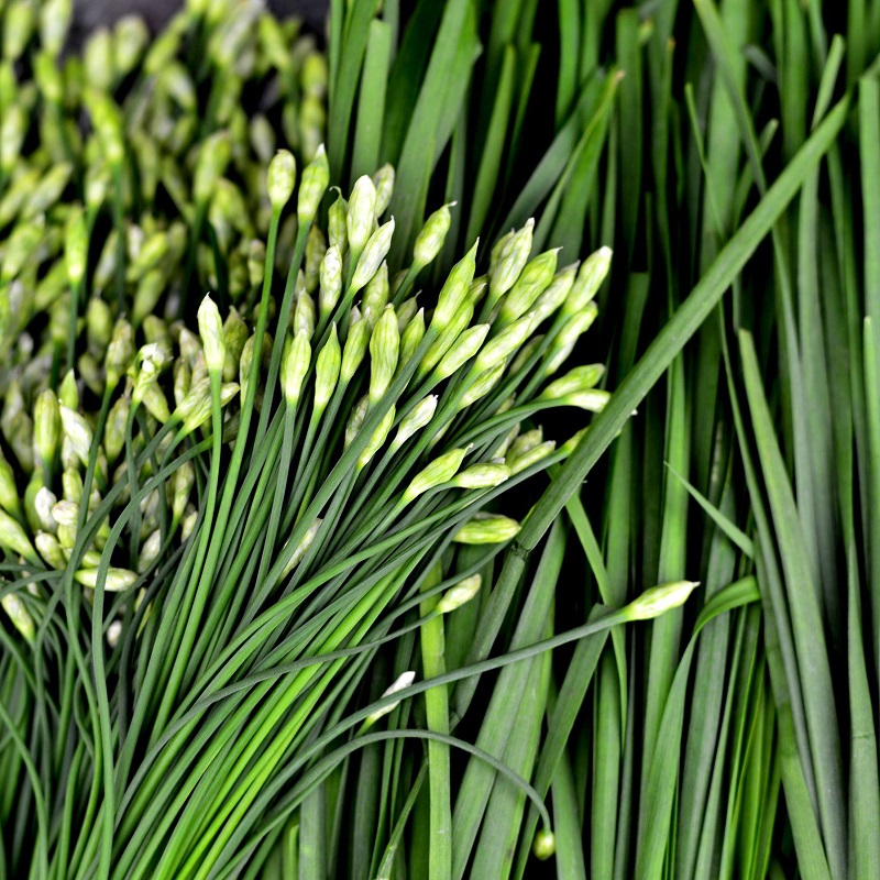 Trắng ngần Hoa Hẹ (Allium tuberosum)