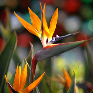 Hoa Thiên Điểu (Strelitzia reginae, Bird of Paradise): Tung cánh chim trời