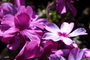 Hoa Phlox (Giáp Trúc Đào, Thiên Lam Tú Cầu) rực rỡ đón xuân về
