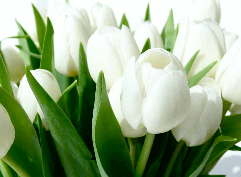 Nàng hoa Tulip (Uất Kim Hương) xinh đẹp