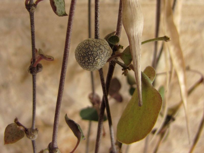 Củ mọc trên mắt thân (nodes) của cây chuỗi tim - Ceropegia woodii