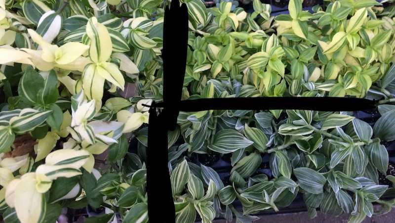 Bức ảnh cho thấy sự khác biệt giữa Tradescantia fluminensis Variegata (trái), Tradescantia fluminensis aureovariegata (trên cùng bên phải) và Tradescantia Albiflora Albovittata (dưới cùng bên phải), tất cả đều giống nhau và hơi dễ nhầm lẫn - ít nhất là cho đến khi cả ba cây được đặt cùng nhau!