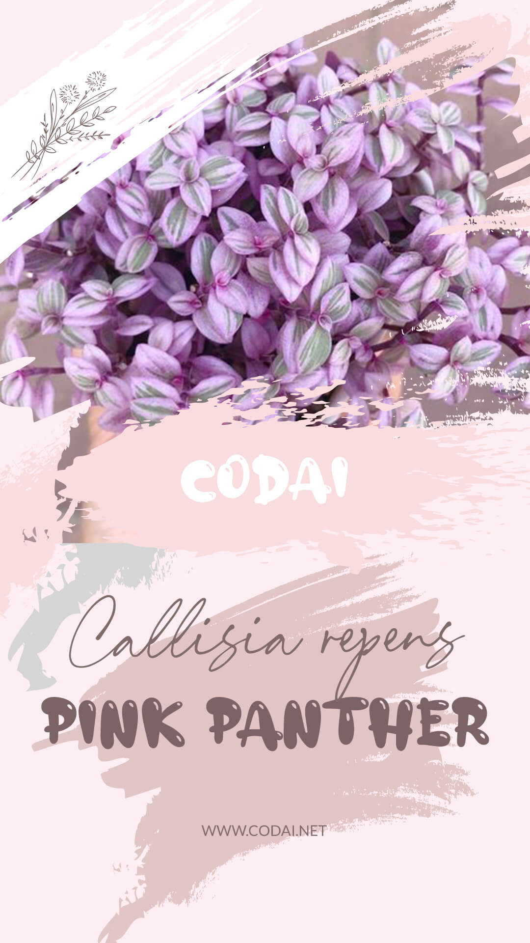 Chậu Cây Callisia repens Pink Lady 'Violet' (Callisia repens Pink Panther, Pink Lady Roselings 'Violet') - Thài Lài Mini Pink Lady 'Violet'