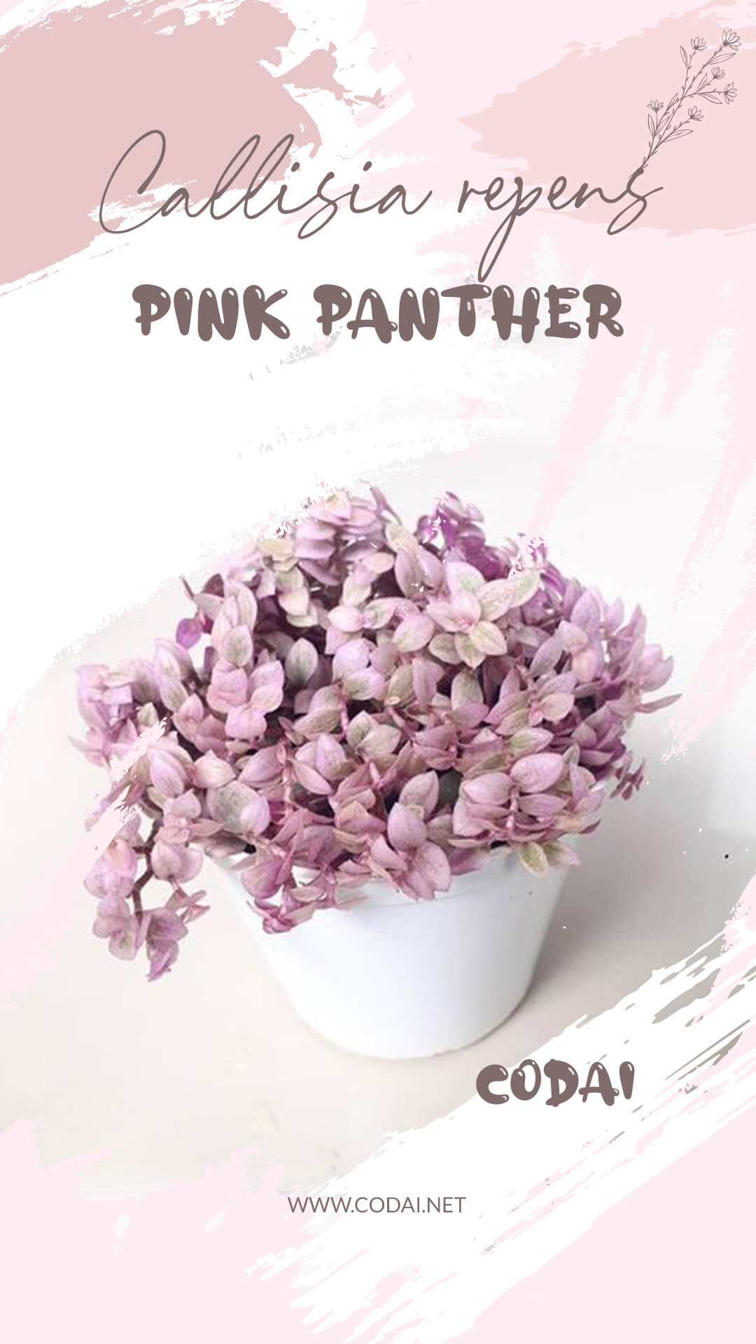 Chậu Cây Callisia repens Pink Lady 'Violet' (Callisia repens Pink Panther, Pink Lady Roselings 'Violet') - Thài Lài Mini Pink Lady 'Violet'