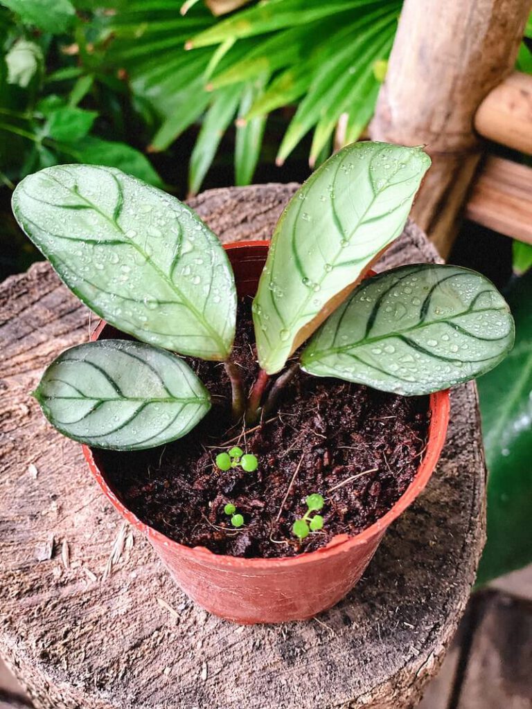Fiche entretien de la Ctenanthe amagris | Miss Green Plantes