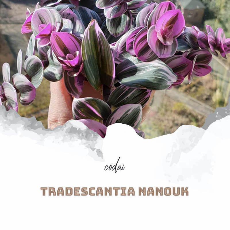 Chậu cây Tradescantia albiflora Nanouk (Tradescantia Nanouk)