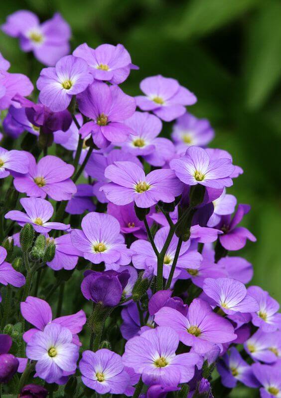 Hoa Tím (Hepatica nobilis) mong manh