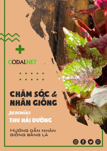 Chia sẻ cách nhân giống cây Thu Hải Đường – Begonia bằng lá