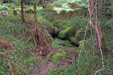Một khu vực "nhiễm" Tradescantia fluminensis mức độ cao, chúng bao phủ phần bên dưới rừng tại Chatswood West, Australia. 
