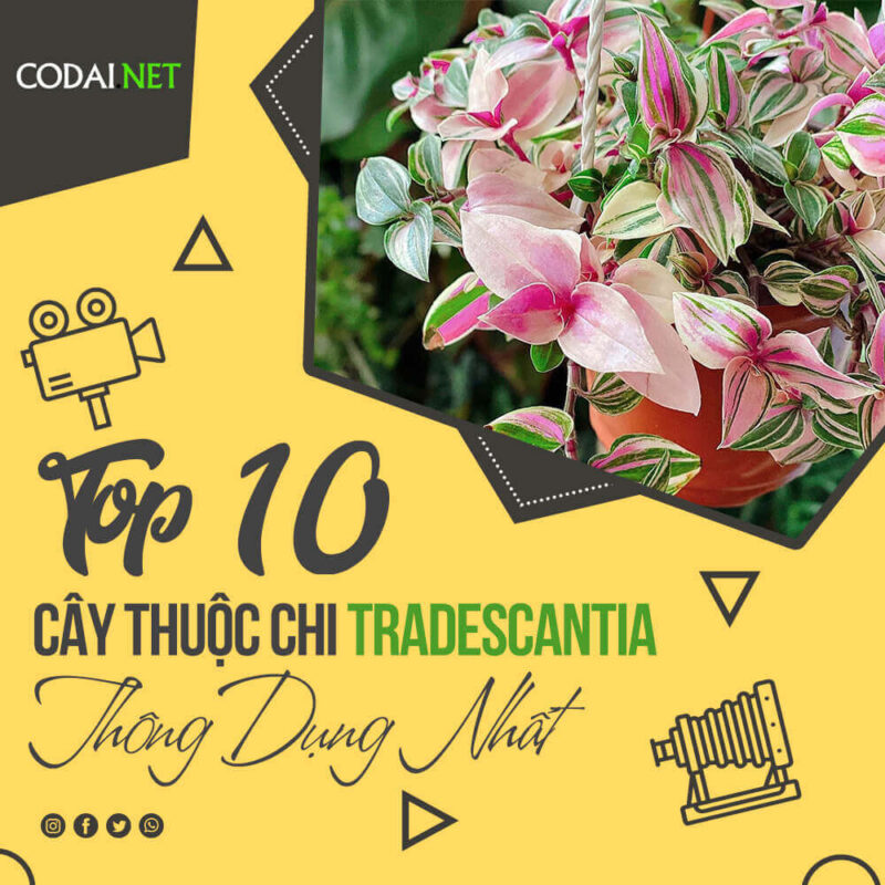 Top 10 cây cảnh chi Thài Lài Tradescantia thông dụng nhất tại Việt Nam