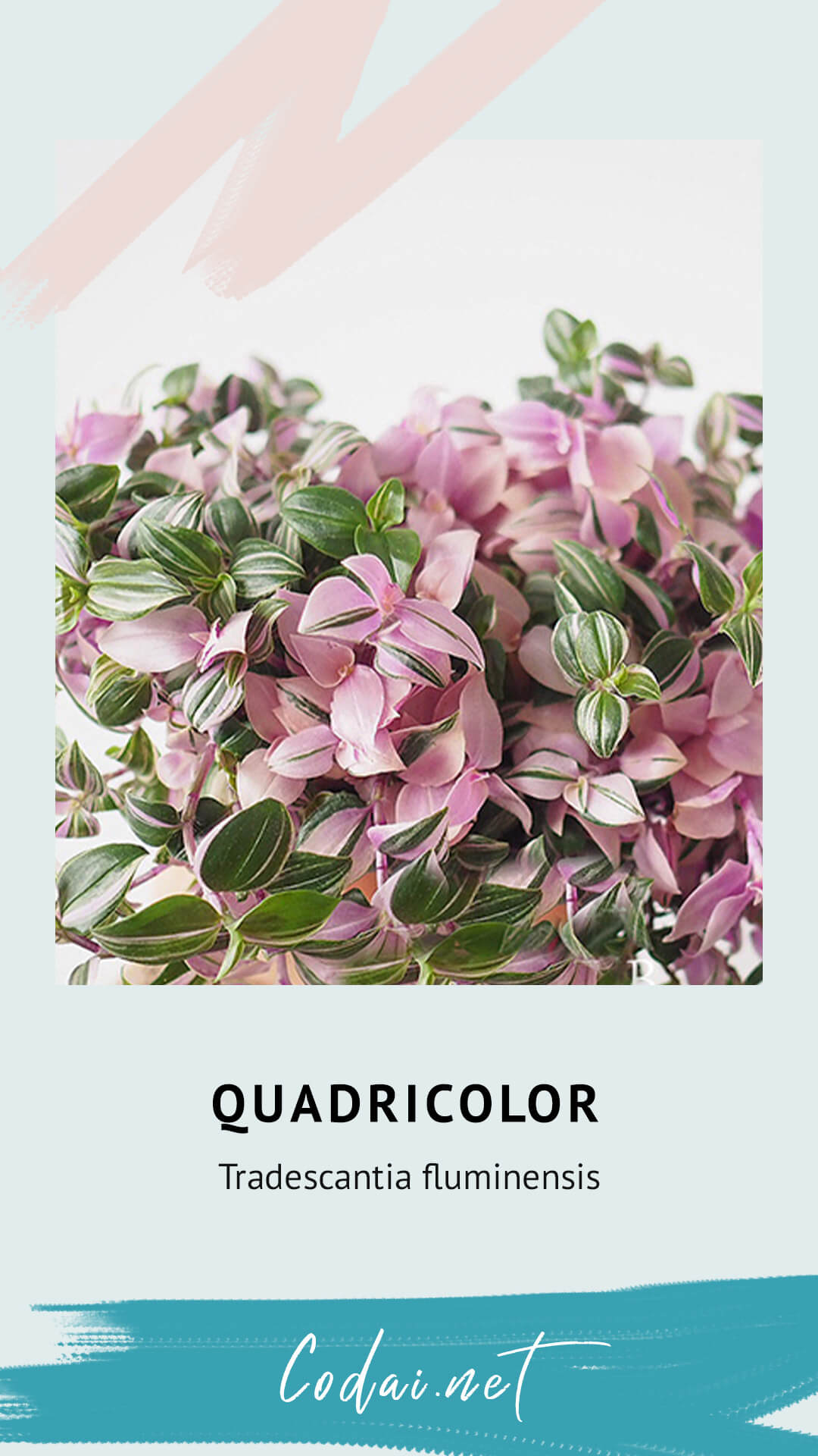 Cây Tradescantia fluminensis Quadricolor