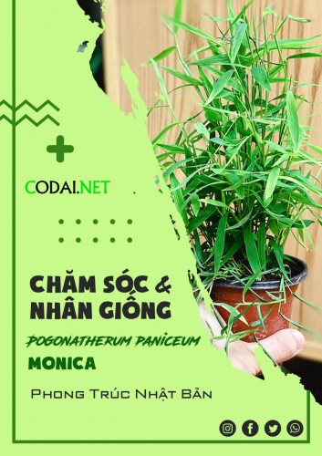 Pogonatherum paniceum Monica (Phong Trúc Nhật Bản): Giới thiệu, hướng dẫn chăm sóc và nhân giống