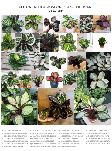 Danh sách tất cả các giống Đuôi Công Calathea Roseopicta (List of all cultivars of Calathea Roseopicta)