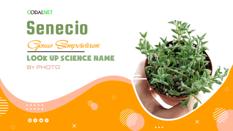 Look up Science Name by Photos: All species (& cultivars) from genus Senecio