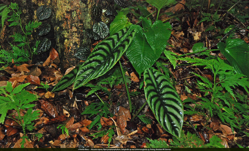 <em>Alocasia cuprea</em> mọc xen lẫn <em>Piper porphyrophyllum selaginella sp.</em> và <em>Schismatoglottis sp.</em> tại khu vực núi Kinabalu (một núi nổi bật ở Đông Nam Á và là điểm cao nhất của Malaysia. Núi này tọa lạc tại Vườn quốc gia Kinabalu ở bang Sabah phía đông Malaysia trên đảo Borneo), Borneo, Malaysia