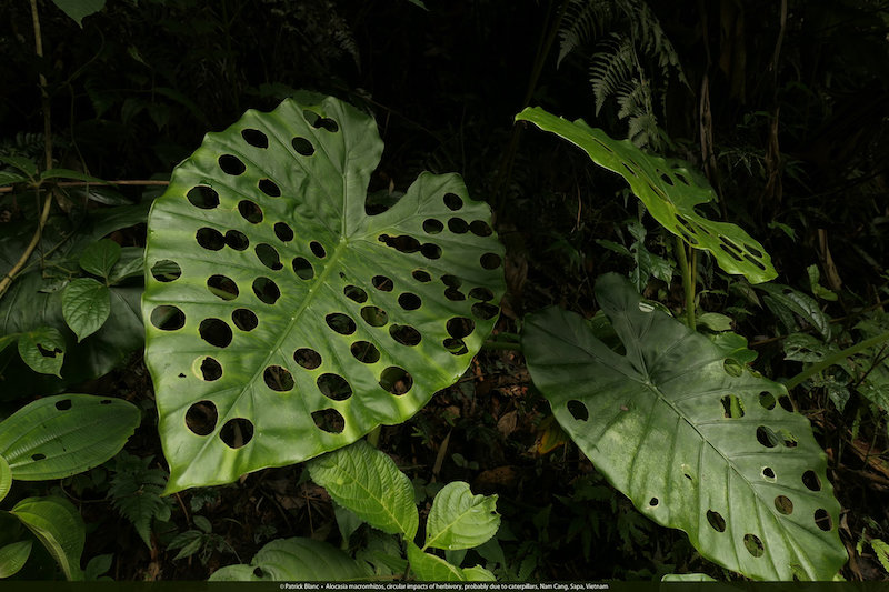 <em>Alocasia macrorrhizos</em>: Lá có những những lỗ tròn đều sinh ra do tác động của các loài động vật gặm cỏ (herbivory), có lẽ là do sâu bướm Caterpillars. Ảnh chụp tại Nậm Cang, Sapa, Việt Nam
