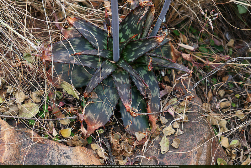 Aloe greatheadii: Một loài cây bản địa có lá nâu chấm bi xanh. Ảnh chụp tại Walter Sisulu National Botanical Garden (Vườn thực vật quốc gia Walter Sisulu là khu bảo tồn thực vật rộng 300 ha ở Roodepoort gần thành phố Johannesburg. Chính thức được thành lập vào năm 1982, đây là một trong những vườn thực vật quốc gia trẻ nhất của Nam Phi)