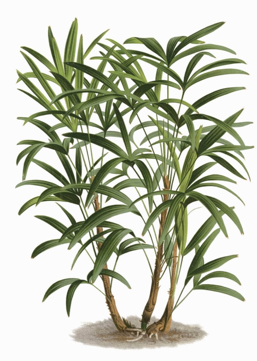 Bamboo palm Rhapsis excelsa aka lady palm, broadleaf lady palm