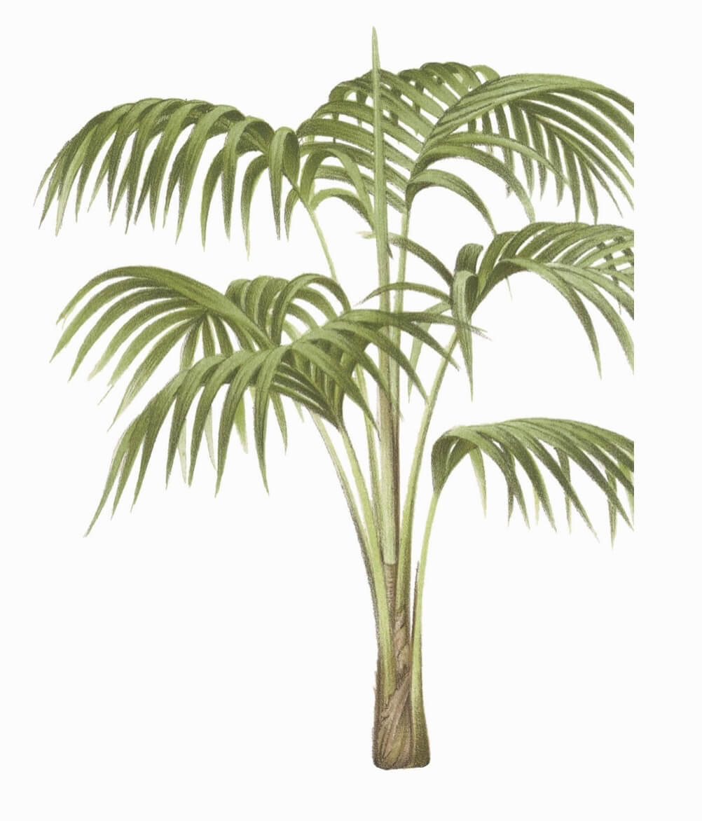 Bellmore sentry palm Howea forsteriana aka kentia palm, thatch palm