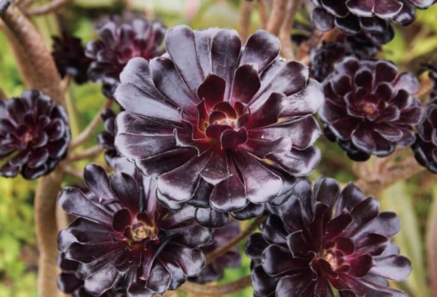 Black aeonium Aeonium ‘Zwartkop’ aka black rose