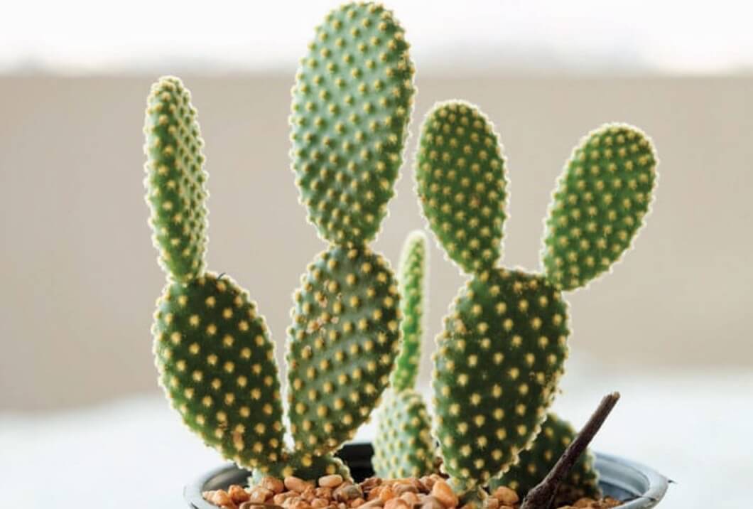 Bunny-ears cactus Opuntia microdasys aka polka dot cactus, angel’s wings