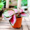 Cây <strong>Calathea roseopicta Rosy</strong> (Đuôi Công Lá Hồng Viền Xanh)