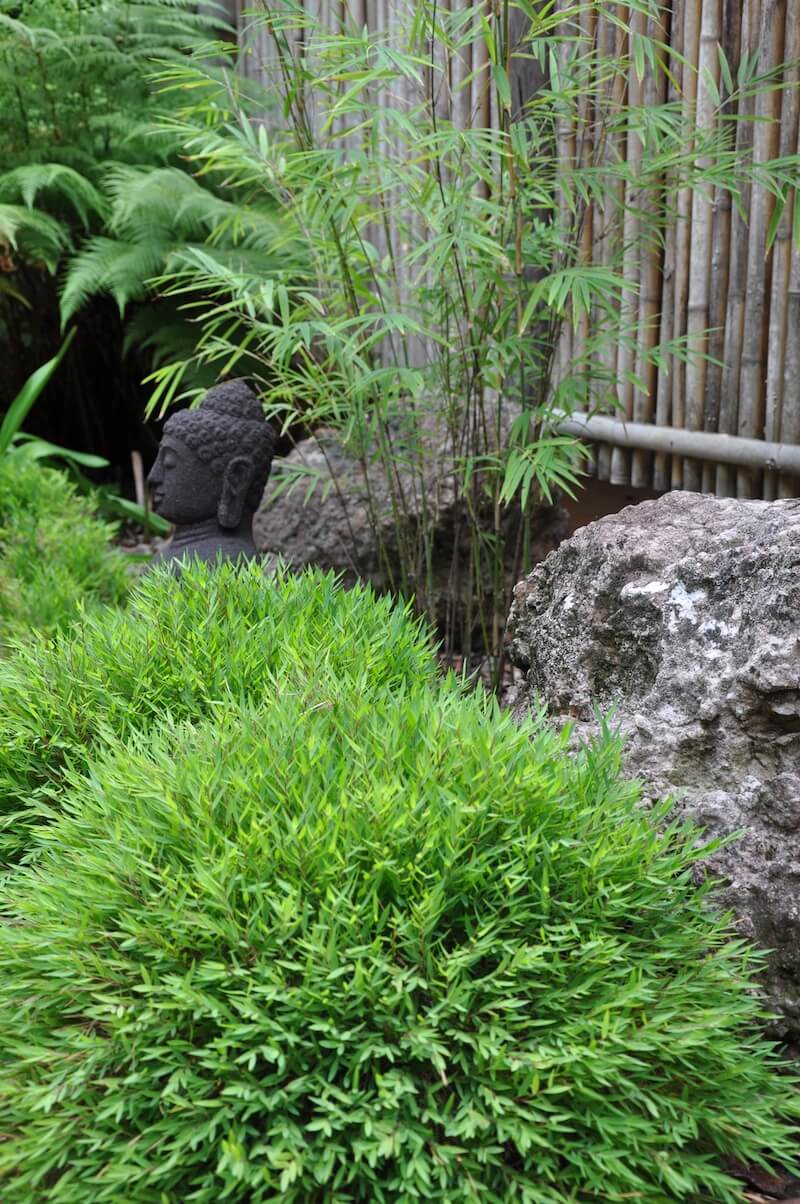 Pogonatherum paniceum Monica (Phong Trúc Nhật Bản) trong thiết kế cảnh quan, sân vườn