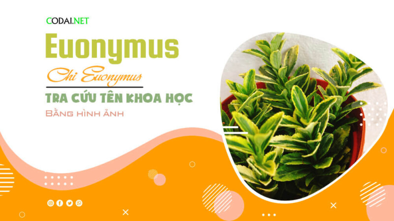 Tra cứu tên khoa học của các loài cây thuộc chi Euonymus bằng hình ảnh