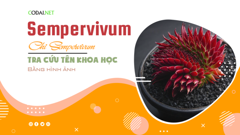 Tra cứu tên khoa học của các loài cây thuộc chi Sempervivum bằng hình ảnh