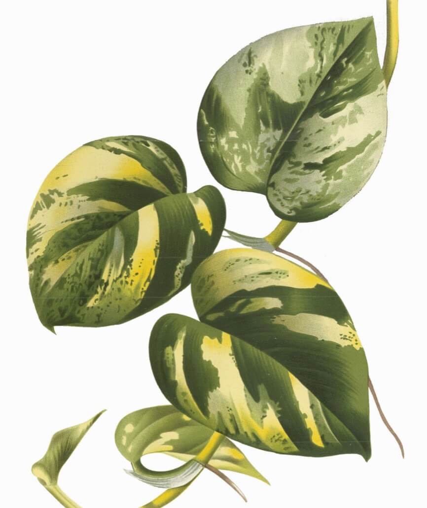 Devil’s ivy Epipremnum aureum aka golden pothos, silver vine, scindapsus, Ceylon creeper