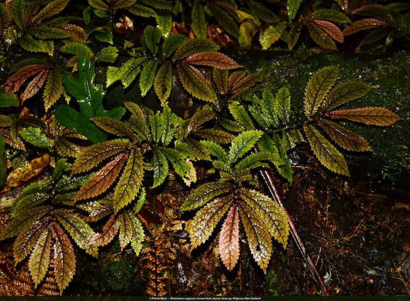 Cận cảnh của loài thực vật này. Ảnh chụp tại rừng Waipoua, New Zealand. (Rừng Waipoua là một khu rừng nằm trên bờ biển phía tây của Vùng Northland, Đảo Bắc thuộc New Zealand. Ở đây là nơi duy nhất còn bảo tồn được rừng kauri của New Zealand. Điều đáng chú ý là: Ở đây có hai cây kauri còn sống cực lớn là: Tāne Mahuta và Te Matua Ngahere. Khu rừng được tuyên bố là một khu bảo tồn vào năm 1952.)
