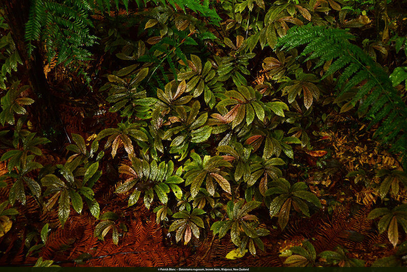 Một quần thể Elatostema rugosum Brown Form. Ảnh chụp tại rừng Waipoua, New Zealand. (Trong rừng có cây kauri lớn nhất thế giới và cũng là điểm hội tụ của tất cả các chuyến thám hiểm rừng Waipoua. Mang cái tên có nghĩa là “Chúa tể Rừng xanh”, cây Tane Mahuta vươn cao 45,2 m, nổi bật trên tầng đáy rừng. Chu vi của cây lên đến 14 m nên vẻ ngoài trông rất đồ sộ. Chắc hẳn ai cũng phải kinh ngạc khi biết rằng cây có thể đã trên 2.000 năm tuổi. Theo truyền thuyết Maori, thần Tane Mahuta (con trai của Rangi và Papa) đã chia cắt bố mẹ mình để ánh sáng có thể soi sáng thế giới và cây Tane Mahuta chính là cơ thể của ngài.)