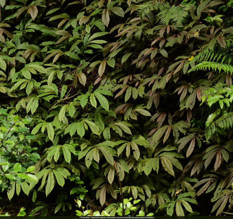 Một quần thể gồm những cây có lá màu xanh xen lẫn những cây có lá màu nâu, mọc tại hẻm núi Manawatu Gorge, New Zealand.