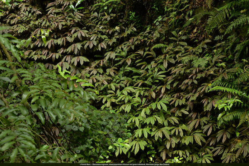 Một quần thể gồm những cây có lá màu xanh xen lẫn những cây có lá màu nâu, mọc tại hẻm núi Manawatu Gorge, New Zealand.