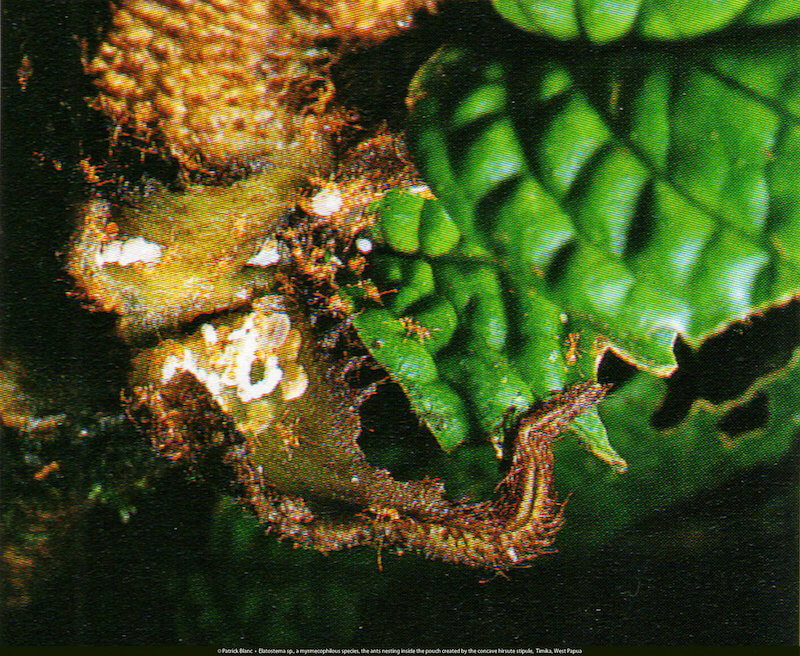 Một loài sống cộng sinh với kiến (myrmecophilous: chỉ sự cộng sinh giữa kiến và các loài động, thực vật khác nhau). Kiến làm tổ trong các túi đựng đặc thù (pouch hoặc domatia) được tạo ra bởi các lá kèm (stipule) lõm xuống và rậm lông (concave hirsute). Ảnh chụp tại: Timika, West Papua, Indonesia. (Timika là một thành phố đặc quyền, và thủ đô của Mimika Regency trên bờ biển phía nam Papua, Indonesia.)