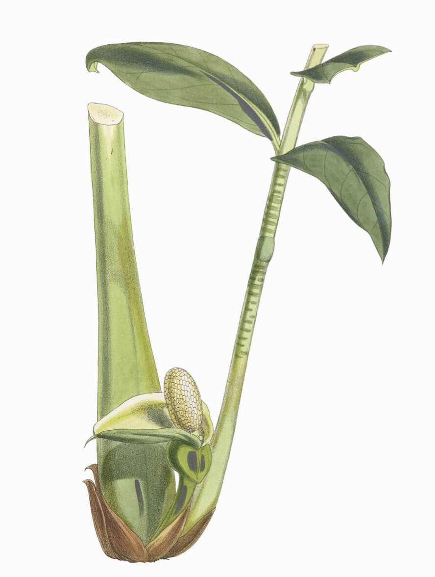 Fern arum Zamioculcas zamiifolia aka ZZ plant, Zanzibar gem, zuzu plant