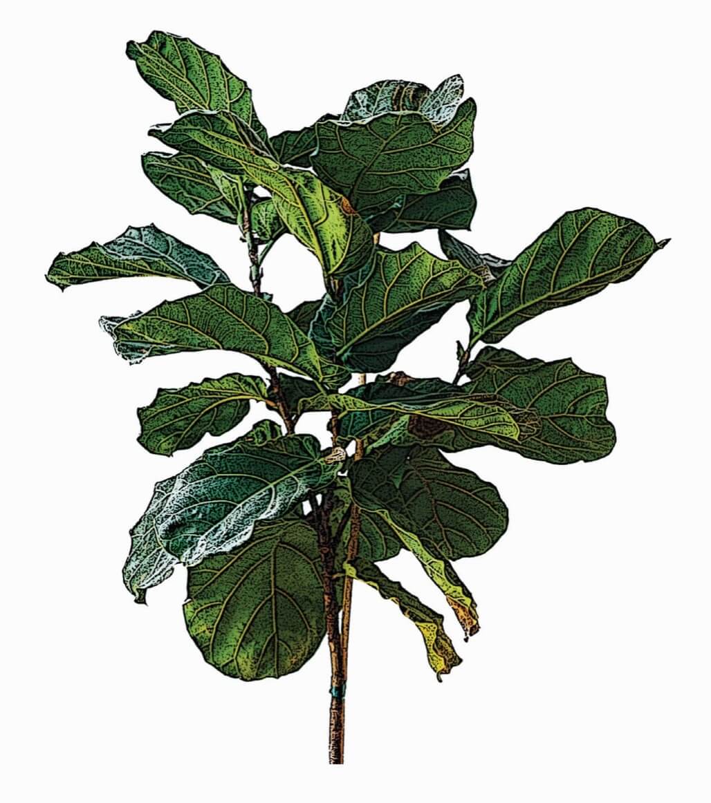 Fiddle-leaf fig Ficus lyrata aka banjo fig