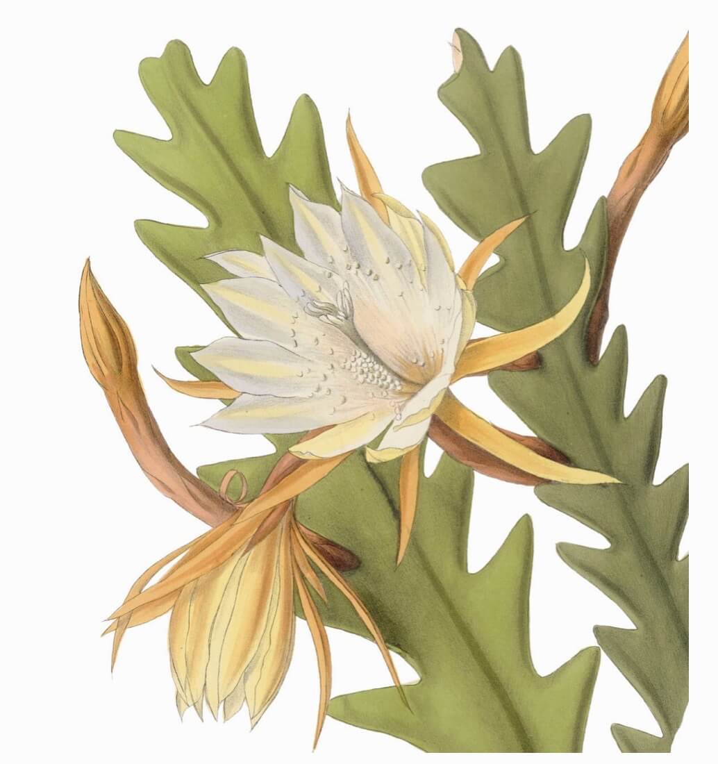 Fishbone cactus Epiphyllum anguliger aka zigzag cactus, ric rac cactus