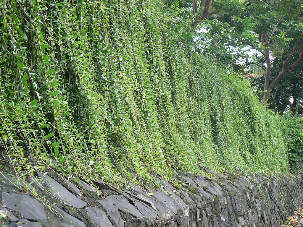 Dễ dàng để trồng Cúc Tần Ấn Độ (Tarlmounia elliptica) thành một tấm rèm cây lớn dày đặc