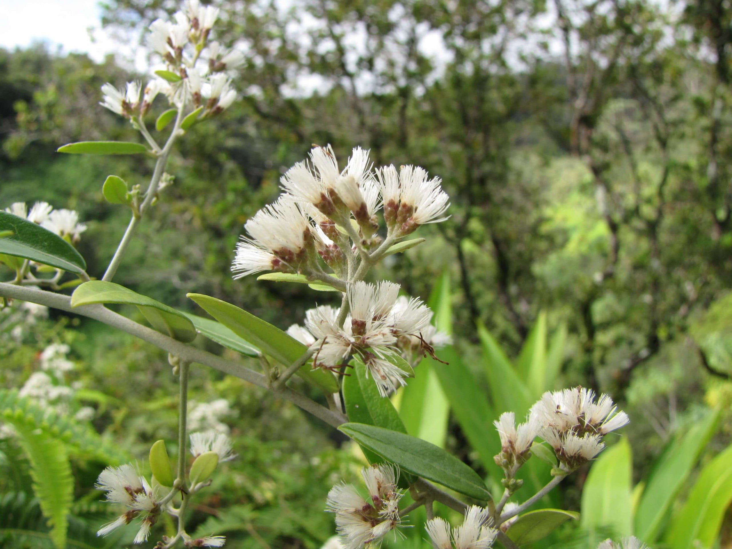 Cận cảnh hoa của cây Cúc Tần Ấn Độ (Tarlmounia elliptica)