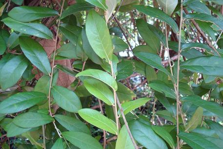 Cúc Tần Ấn Độ (Tarlmounia elliptica)