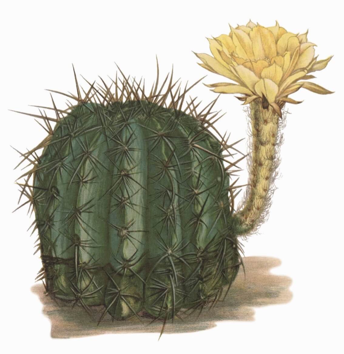 Hedgehog cactus Echinopsis aurea aka sea-urchin cactus, Easter lily cactus
