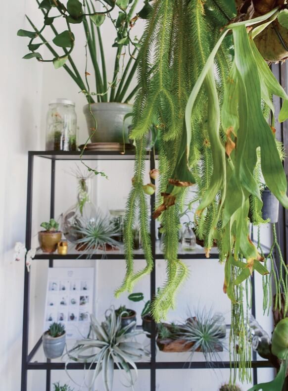 Whichever house plants you chose to grow, they will bring colour, interest and clean air to your home or office.