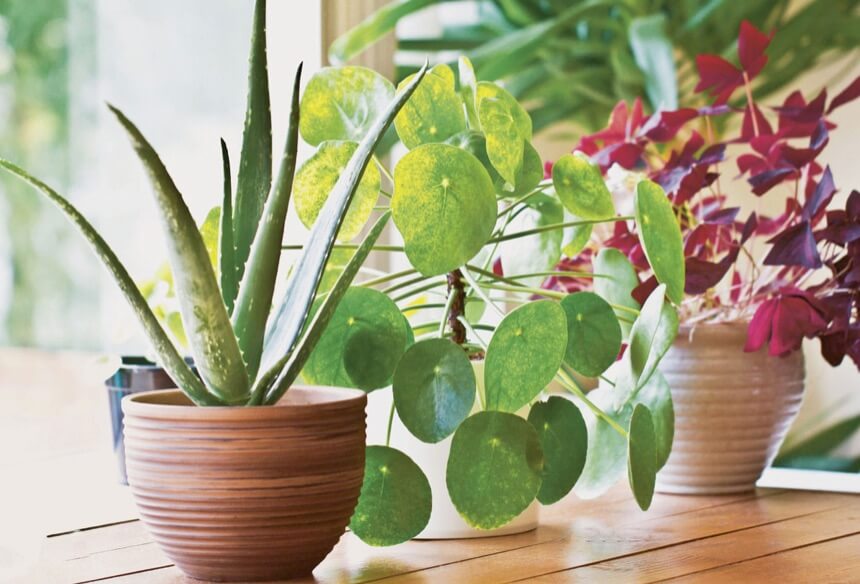 House plants come in a whole host of shapes, textures and leaf colours to make eye-catching features in the home.
