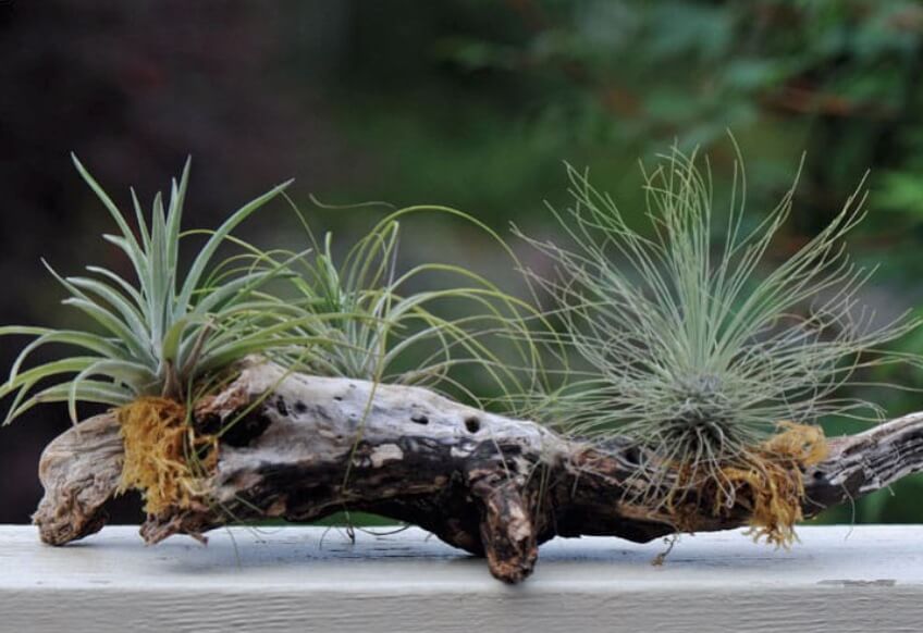Enchanting and exotic, air plants are some of the easiest plants to grow in our homes.